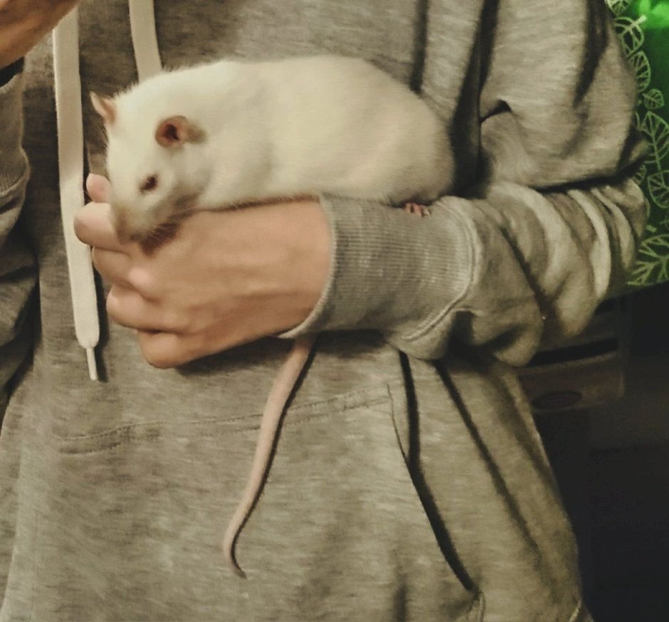 Крысы Инь-Янь