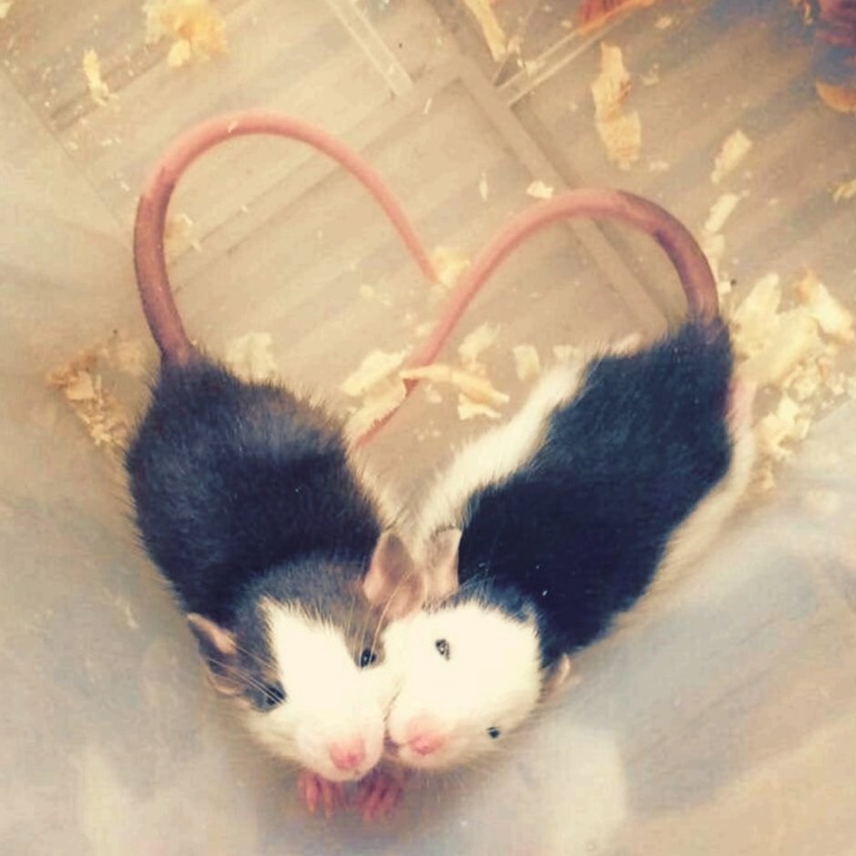 Смешная крыса в очках