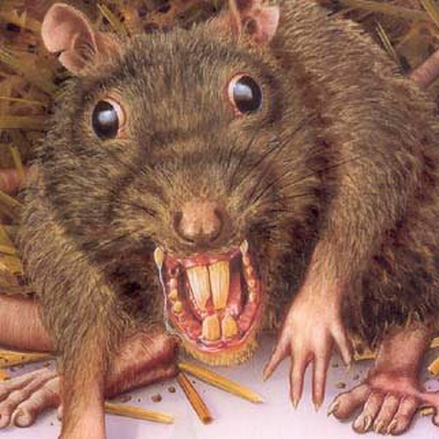 Крыса Пасюк дикий