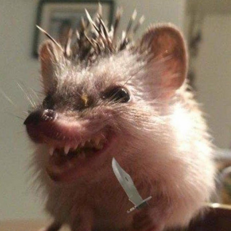 Вомбат большой на руках