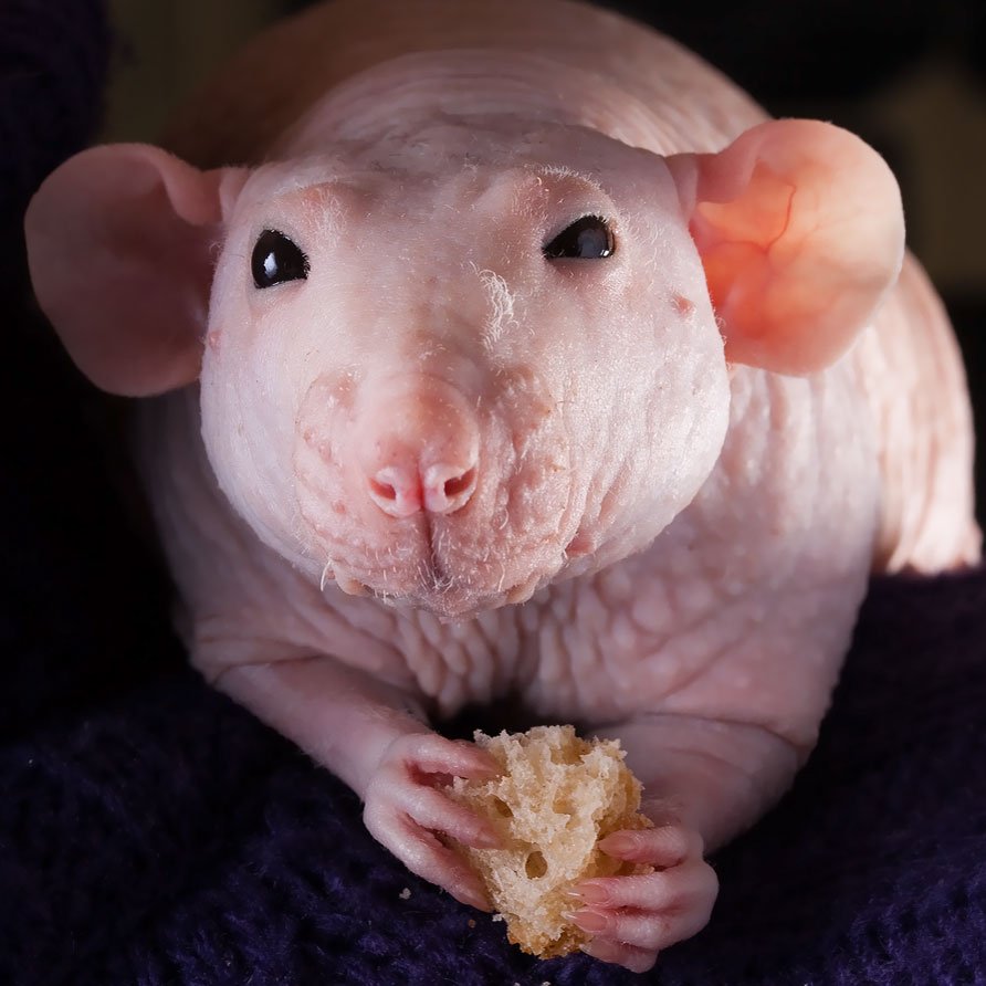 Лысый Африканский землекоп