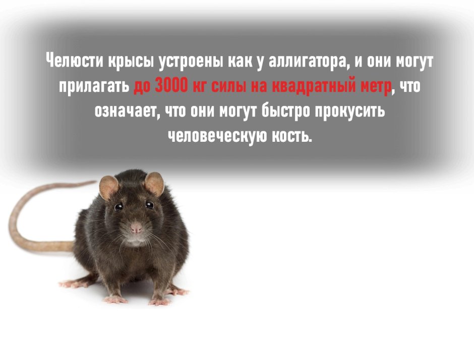 Лысый землекоп не стареет