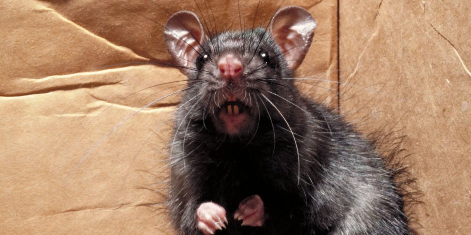 Афганская крыса людоед