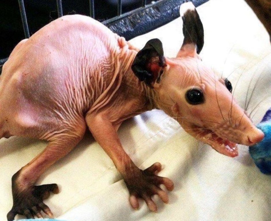 Крыса размером человека Мексика