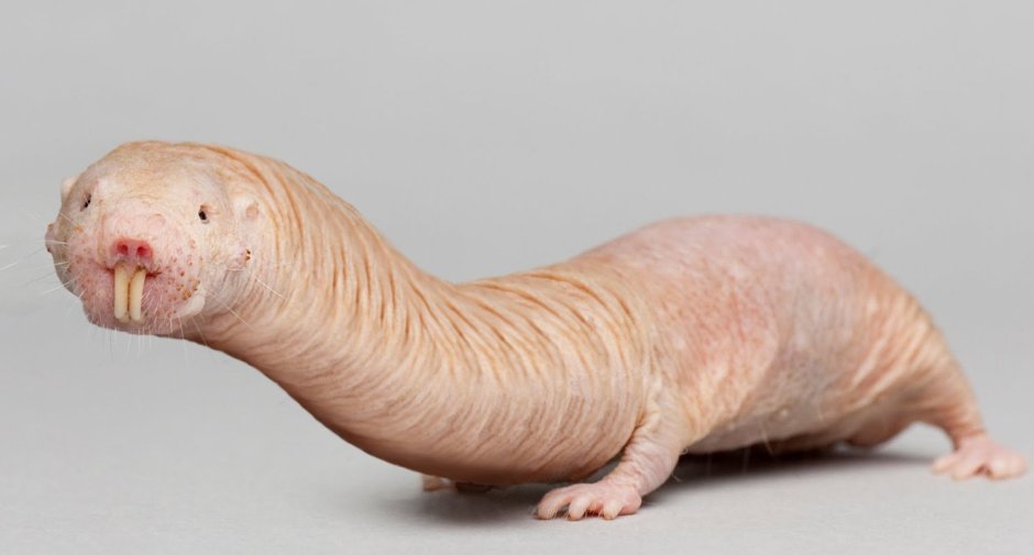 Шерстистая крыса Босави