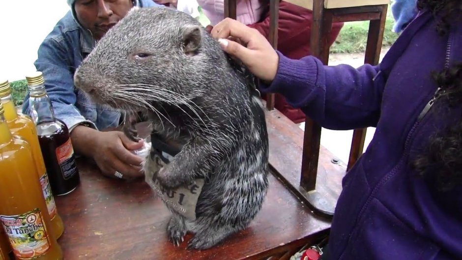 Наглая мышь