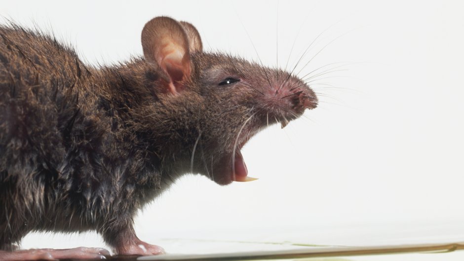 Жирная серая крыса