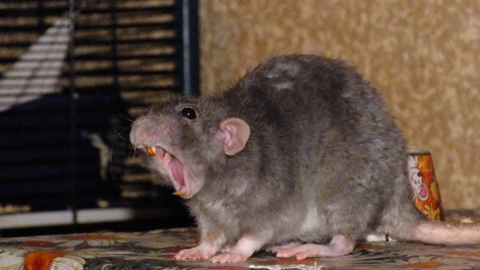 Накаченная крыса