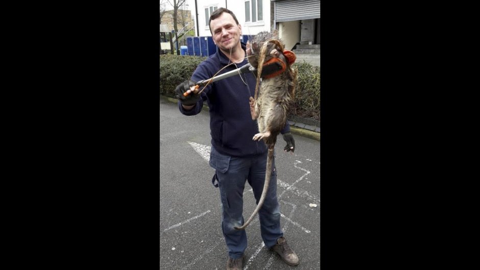 А кому щас легко крыса