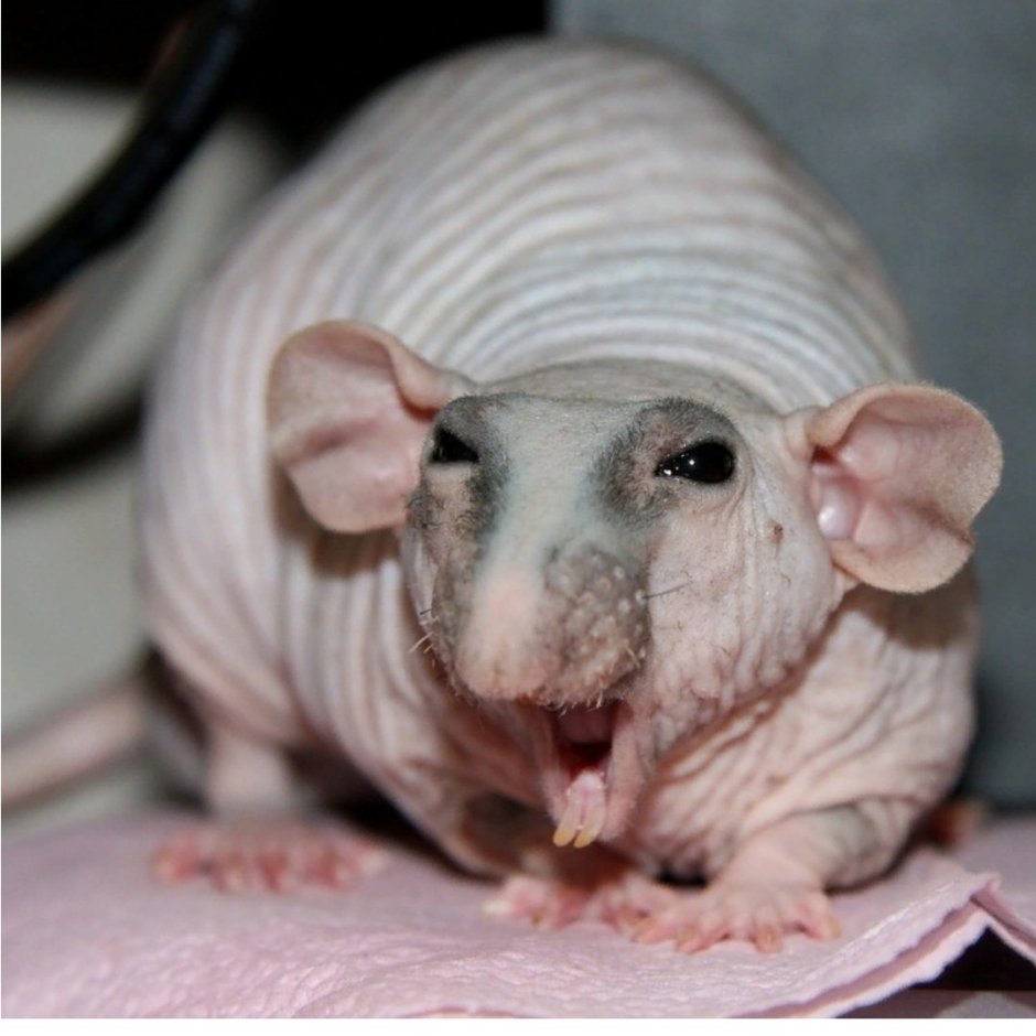 Расцветы крыс