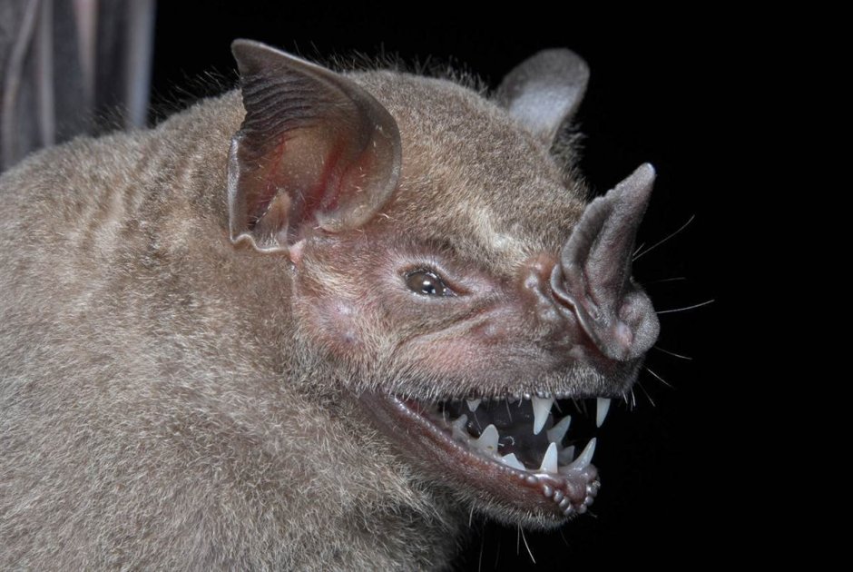 Самых больших крыс в мире