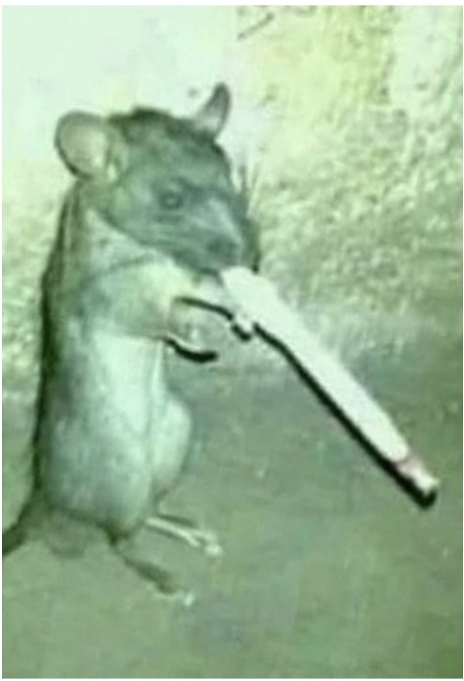 Rattus Rattus чёрная крыса