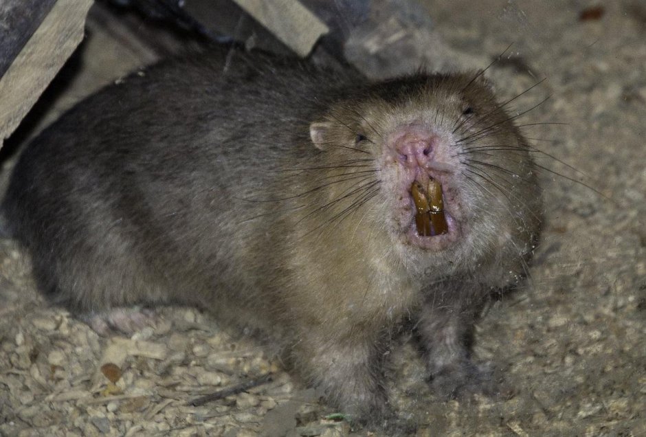 Надежда Бушуева женщина Маугли