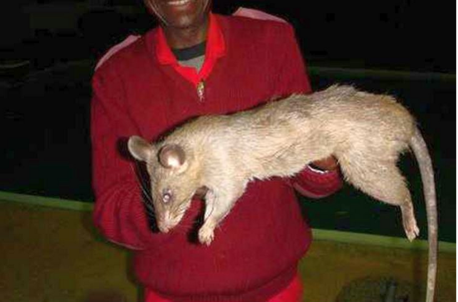 Милые крысы Мем