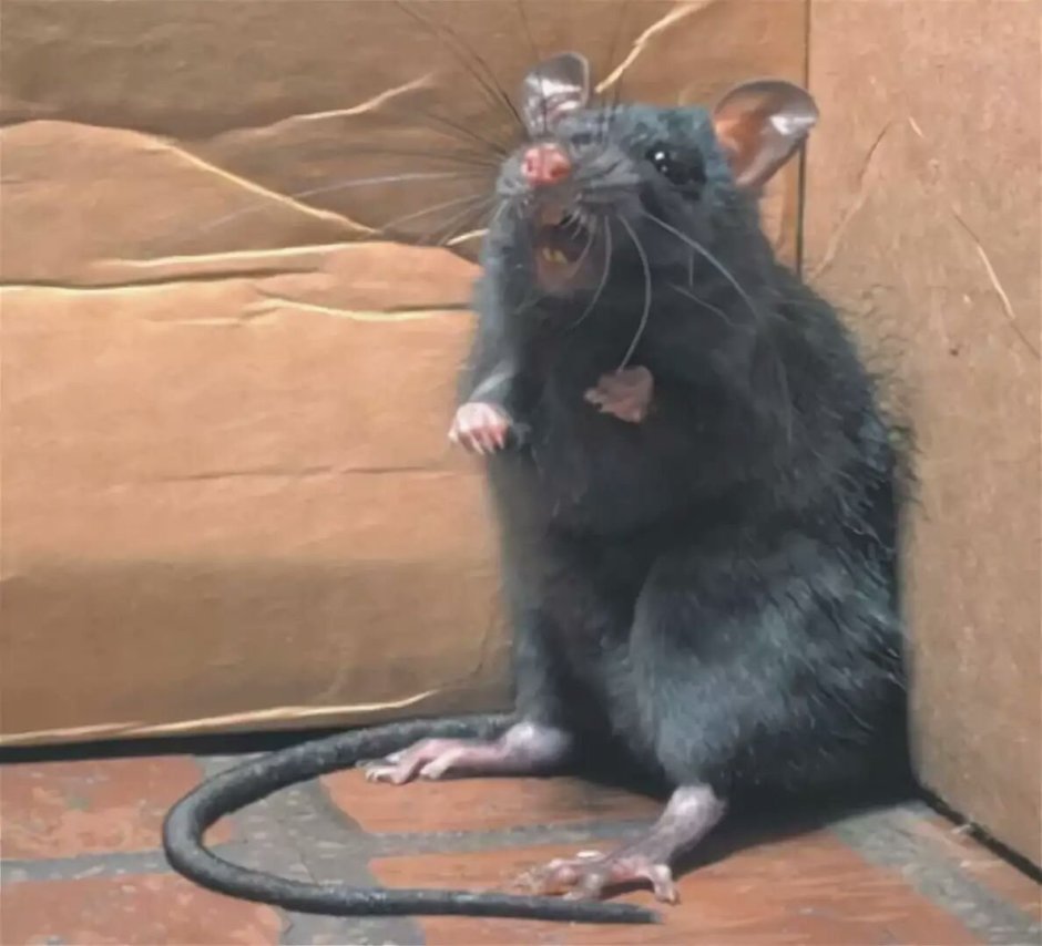 Складчатомордый листонос