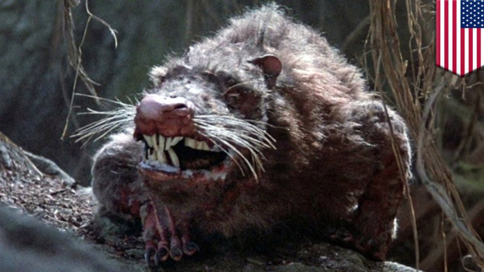 Самая большая крыса на планете