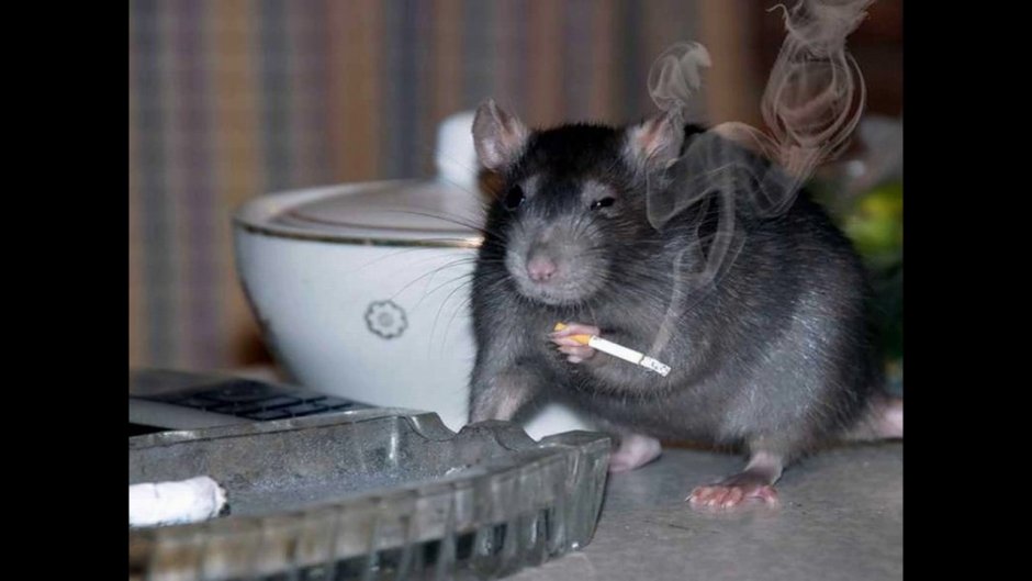 Крыса Дамбо сфинкс