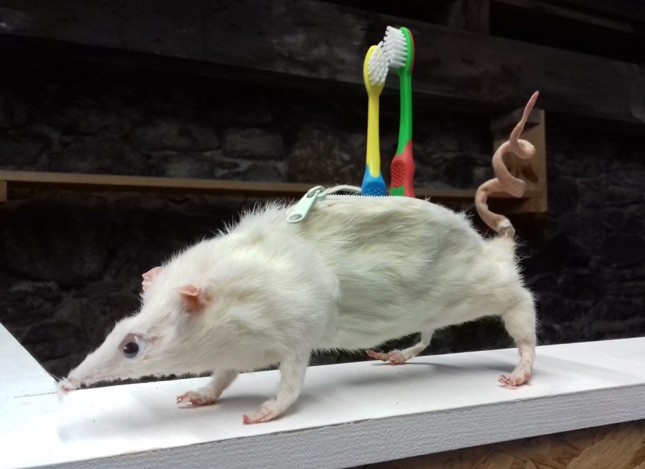 Королева крыс Бермондси