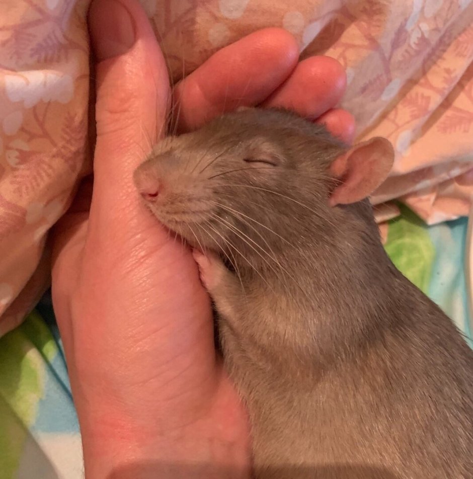 Толстая крыса