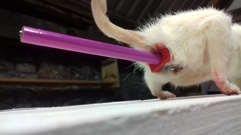 Белая крыса уличная