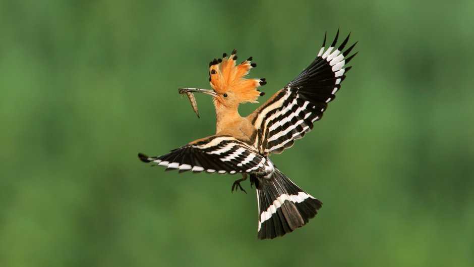 Лазовский заповедник -Удод птица