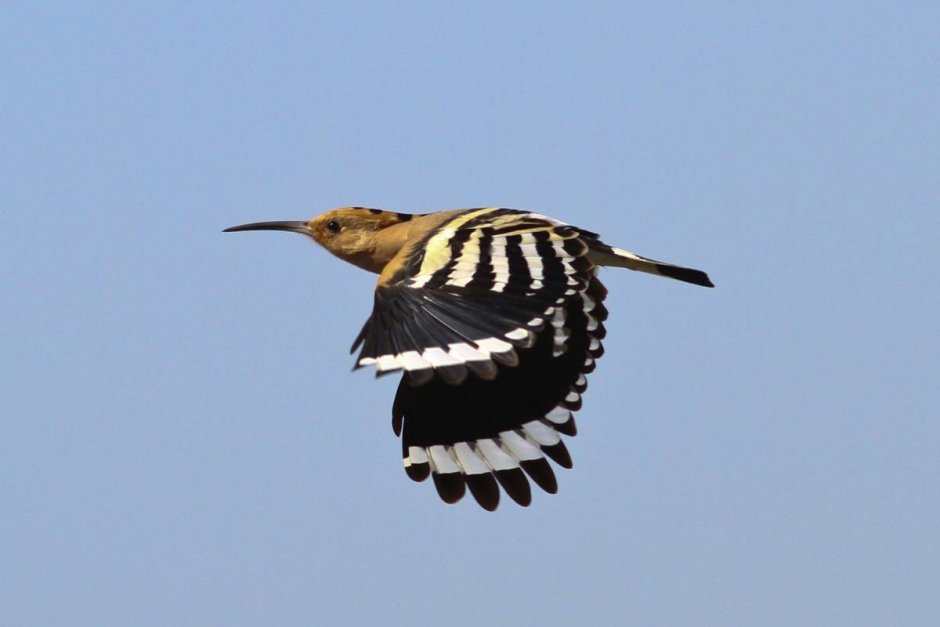 Птица с полосатыми крыльями