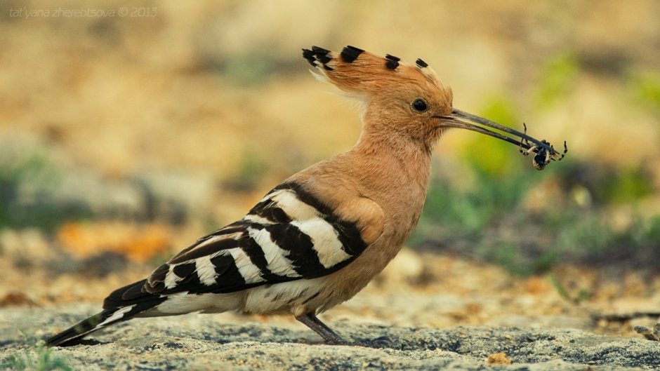 Птица с полосатыми крыльями