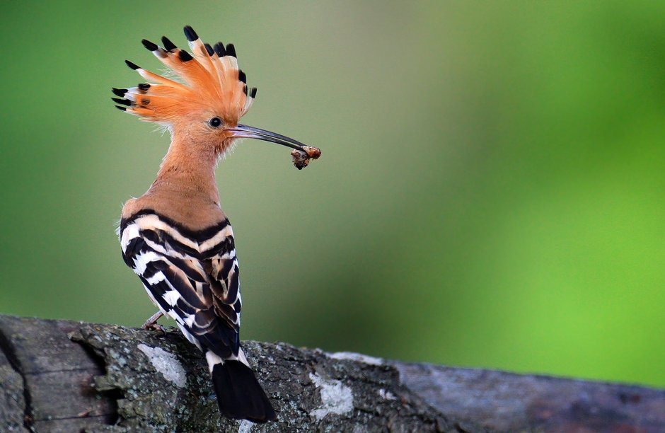 Синеголовый Удод