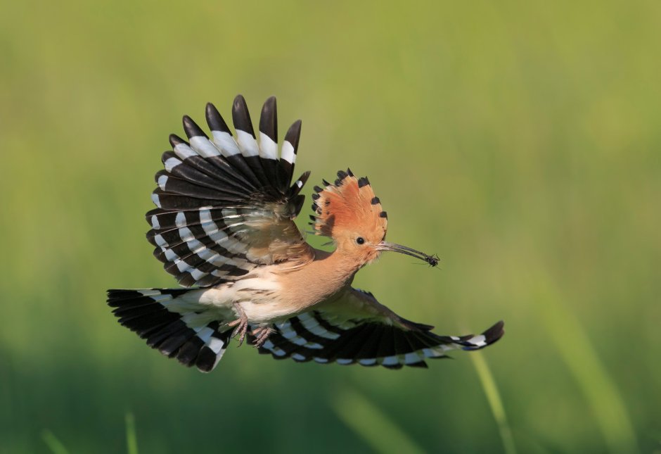 Удод с хохолком