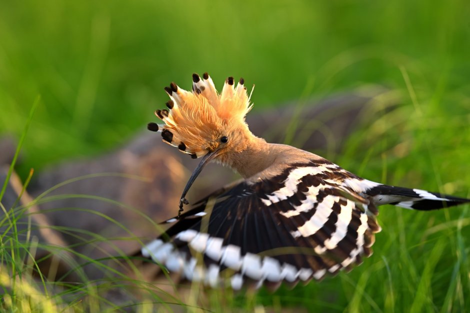 Египетский Удод