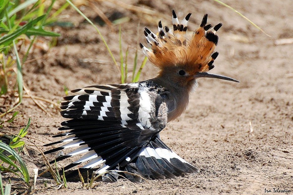 Удод Туркмения