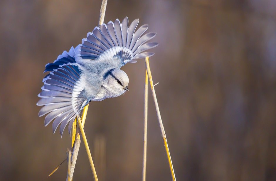 Белая лазоревка князек