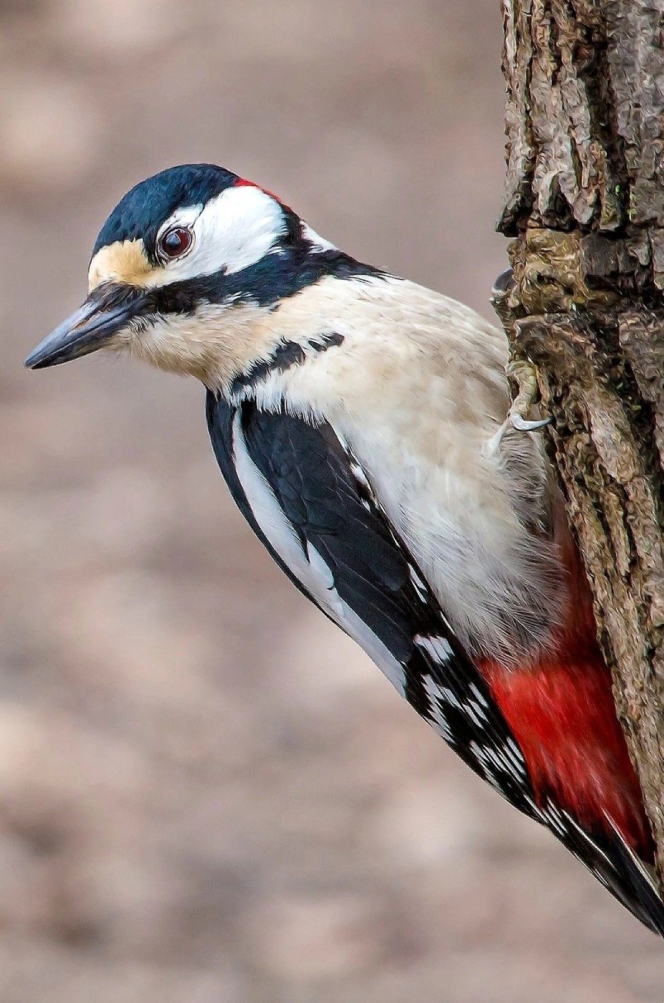 Птица с полосатыми крыльями