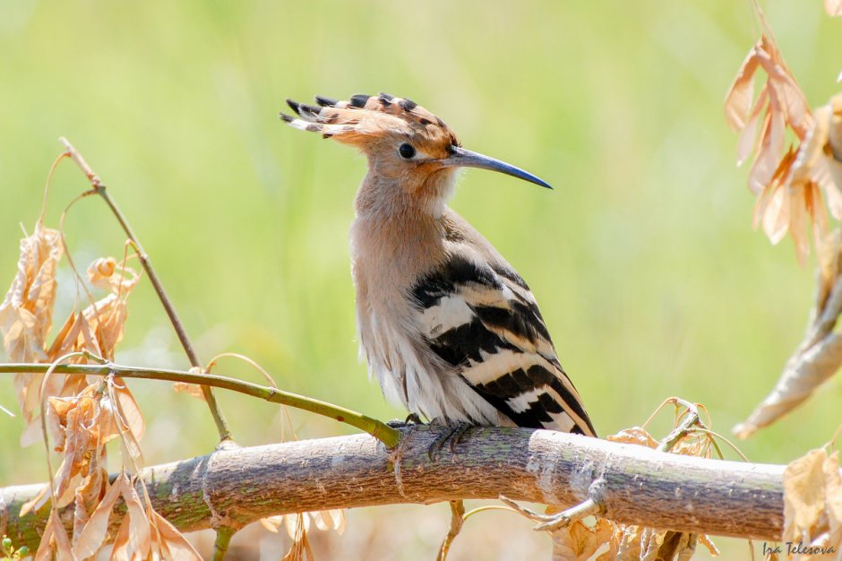 Мадагаскарский Удод