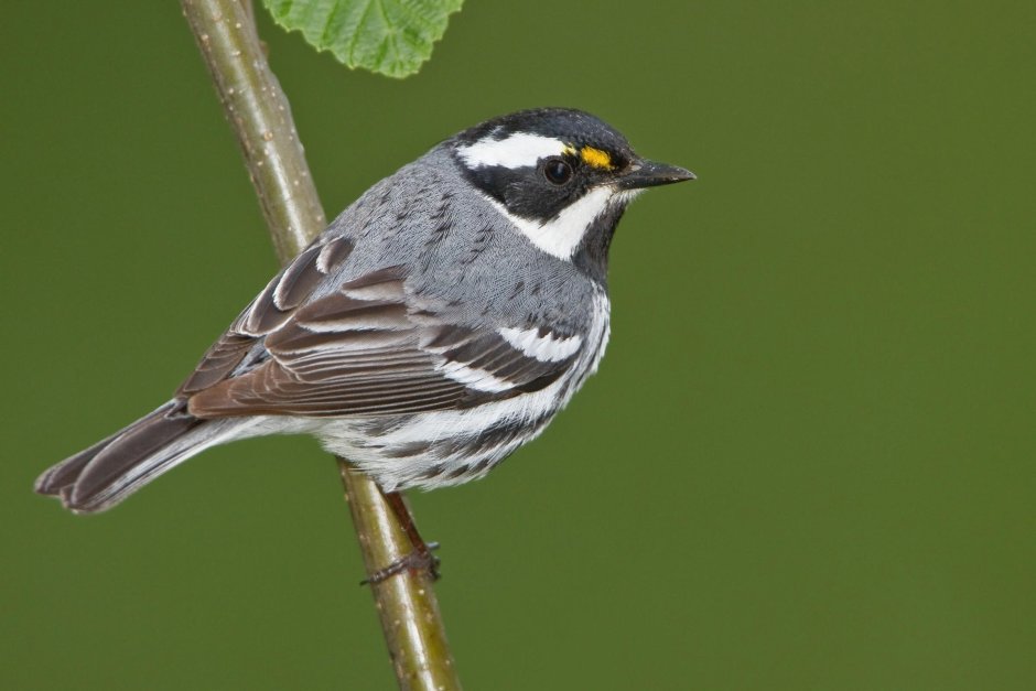 Птица с полосатой грудкой