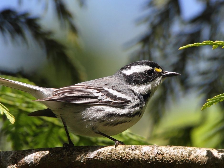 Птица с полосатой грудкой