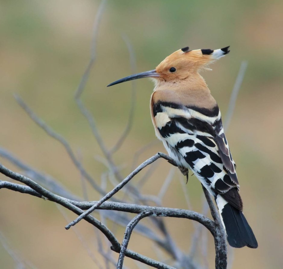 Удод Сибирский