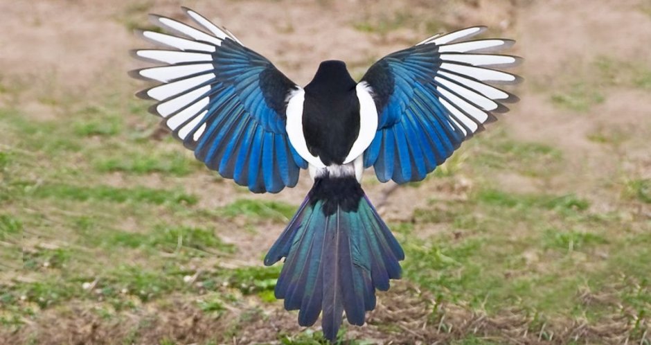 Птицы с разноцветными крыльями