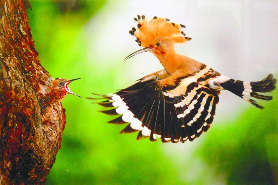 Мадагаскарский Удод