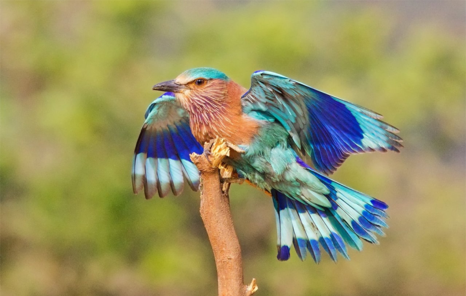 Абиссинская сизоворонка