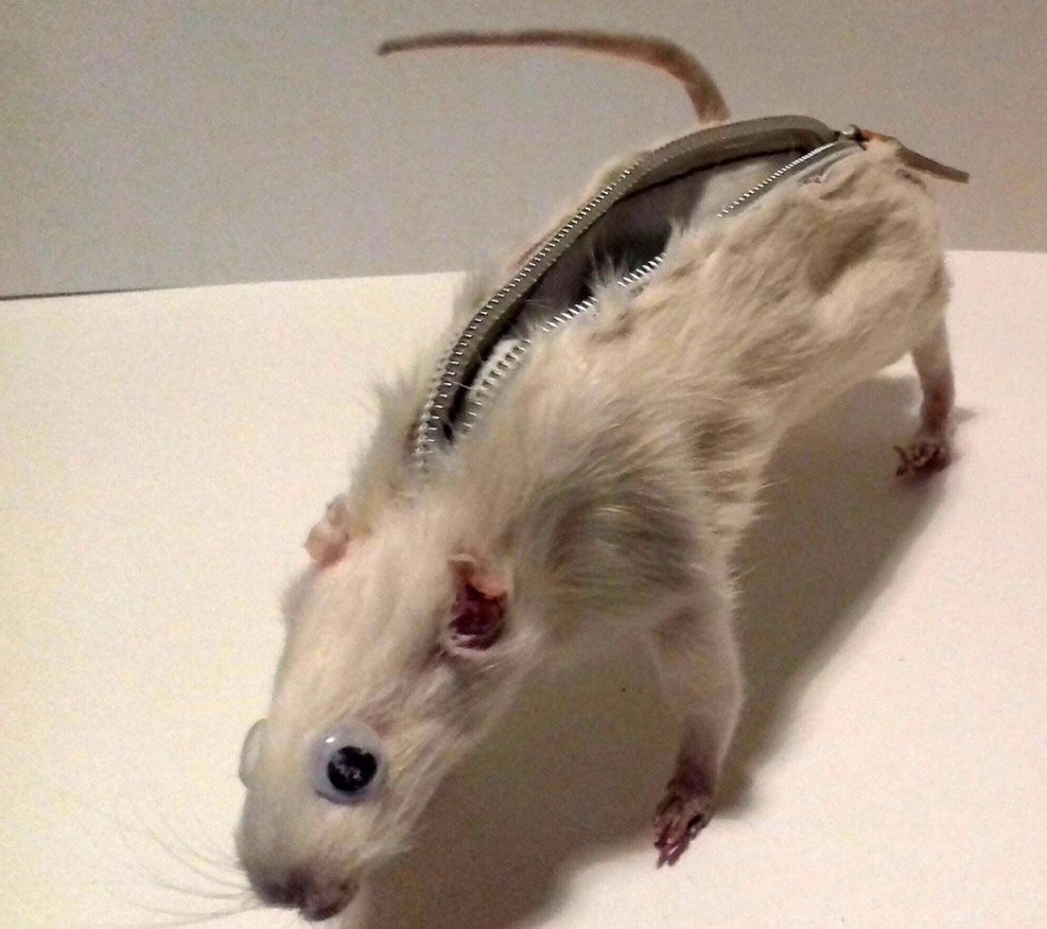 Пушистохвостая кроличья крыса