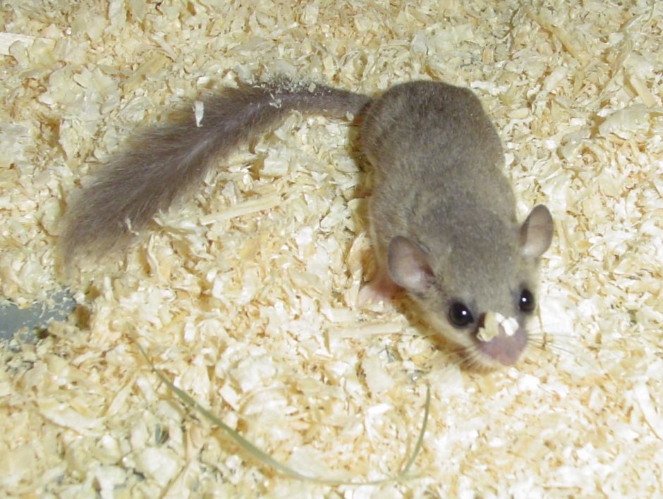 Пушистохвостая Песчанка