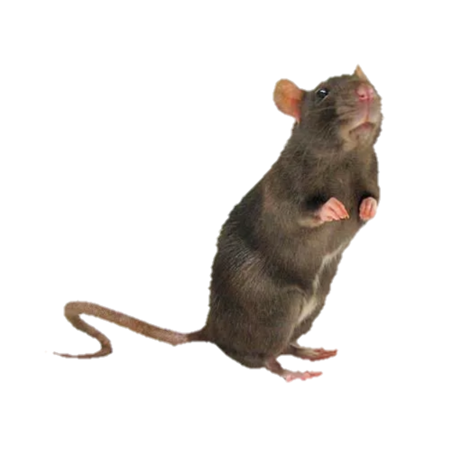 Мышь на задних лапах