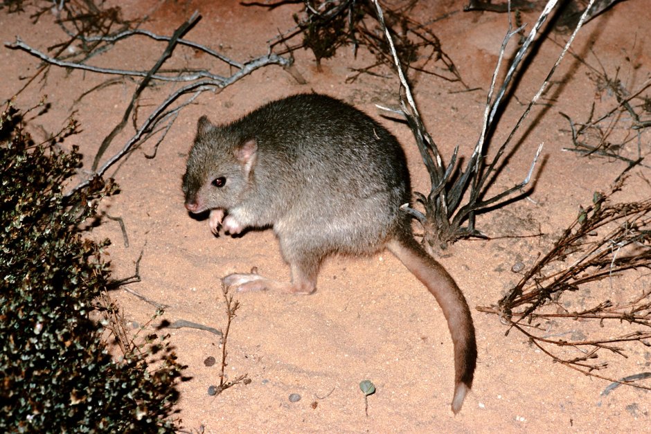 Рифовая мозаичнохвостая крыса