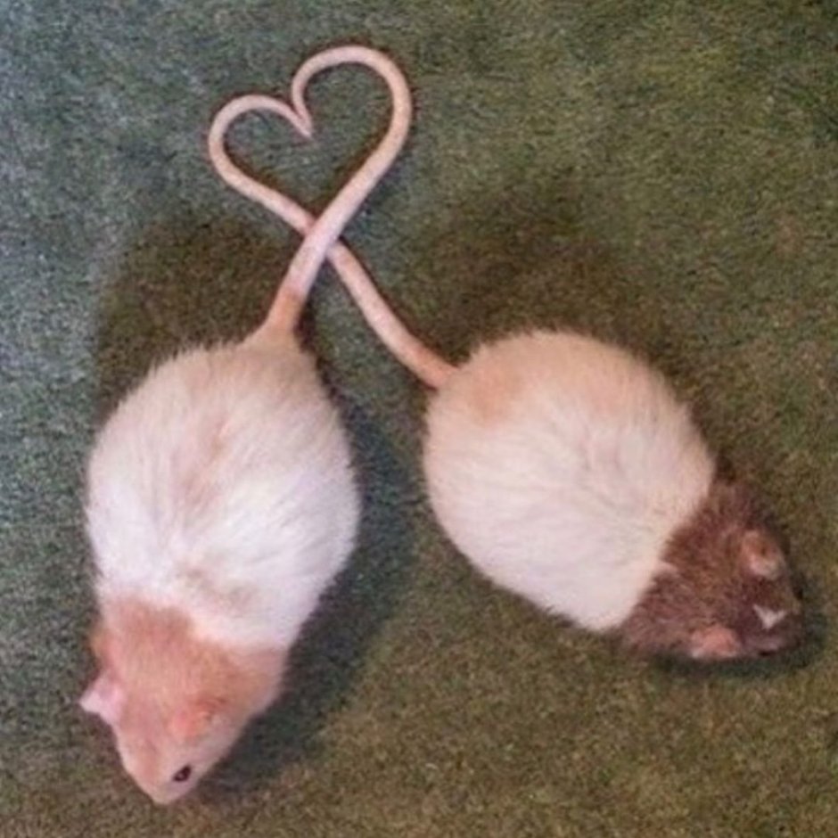 Сердечко из крыс