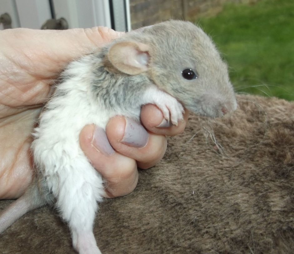 Крысы породы Дамбо рекс