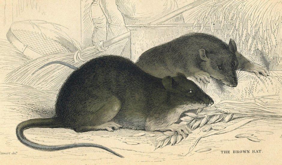 Лохматая черная крыса