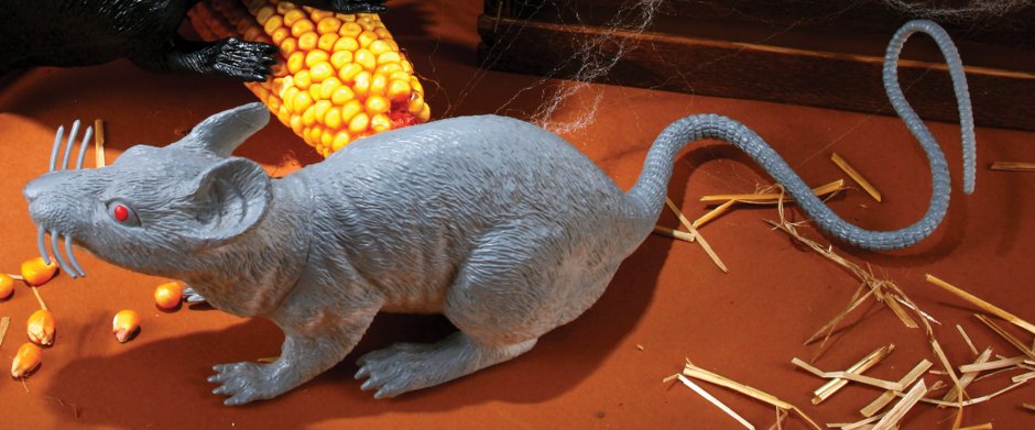 Большая серая крыса