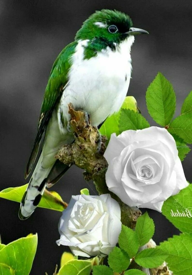 Лесная канарейка