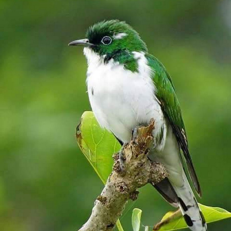 Золотобрюхий изумрудный Колибри